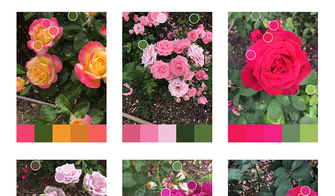 Roses and color palletts